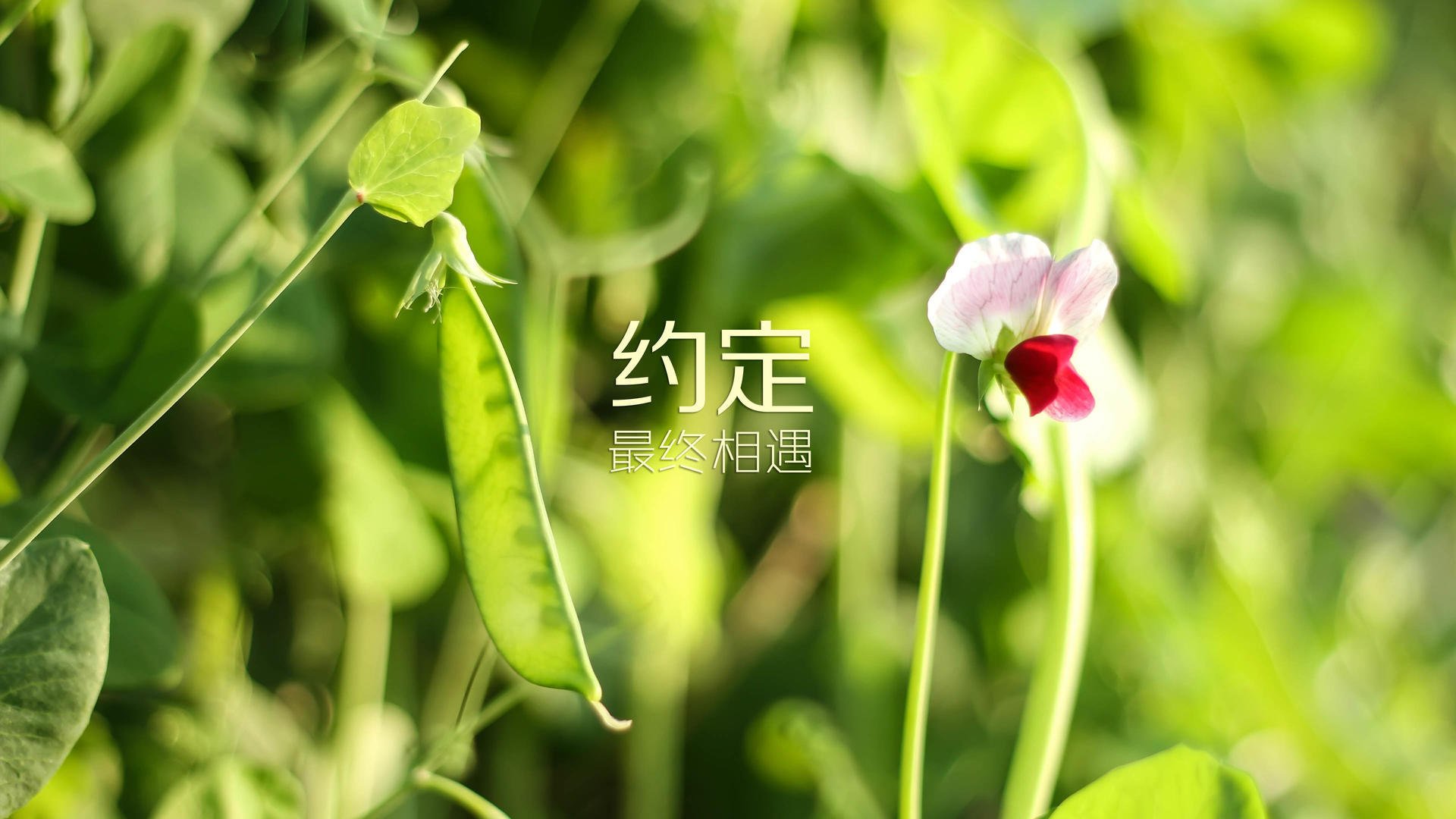中老年人健身行为习惯及引导策略，中老年人健身如何科学安排体育锻炼