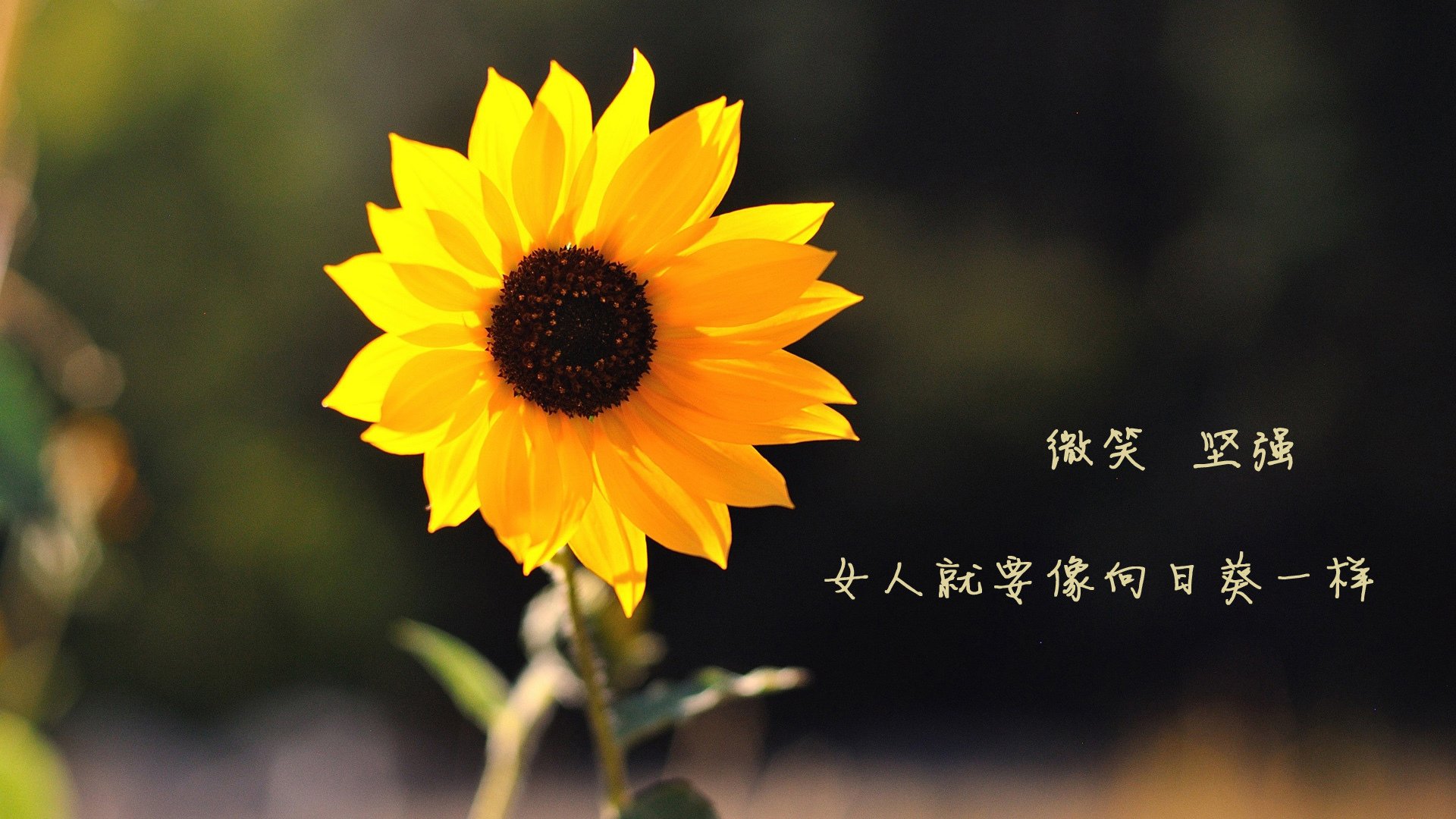 kaiyun网站-女子仰泳赛场再现澳洲风采，女子仰泳比赛视频