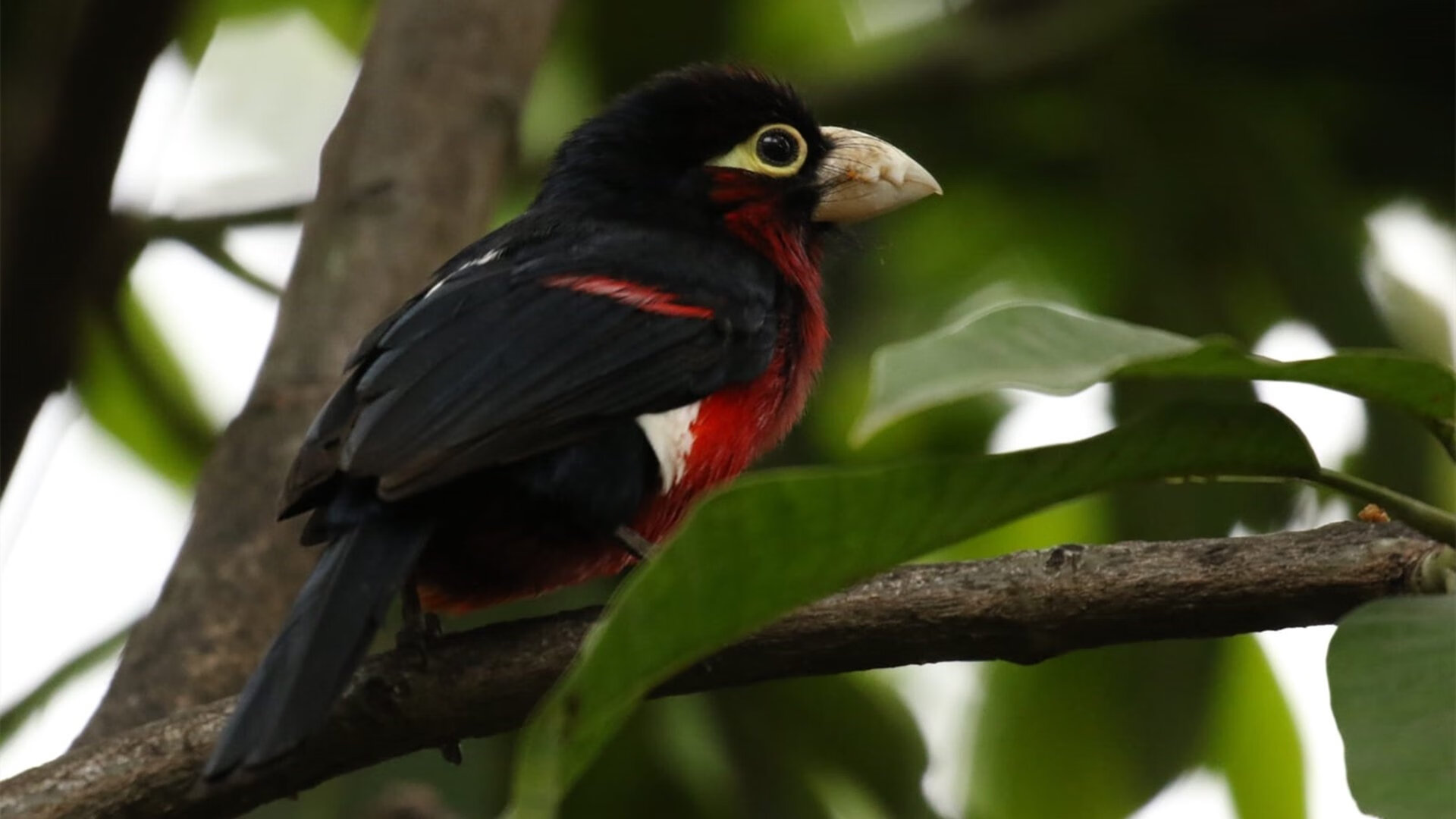 塞尔维亚女篮在欧洲锦标赛中豪夺金牌,持续保持强劲势头,塞尔维亚女篮奥运表现