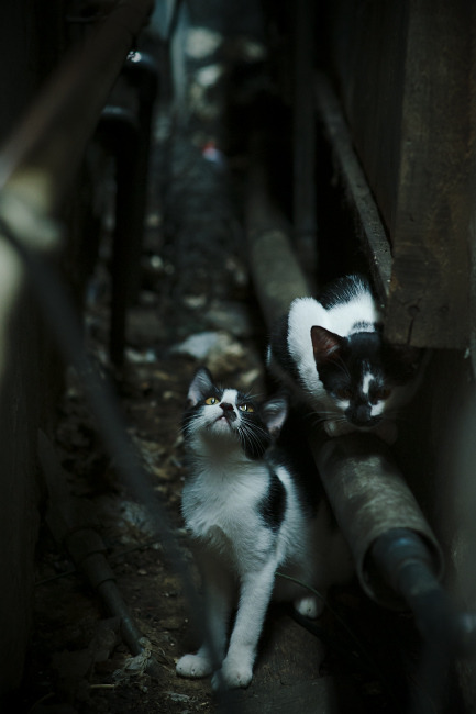 开云入口-地方篮协引入企业合作打造特色校园篮球品牌项目，地方篮球协会简介