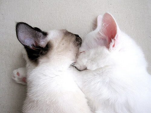 德甲攻守精彩:节奏快,精彩不断!,德甲打法