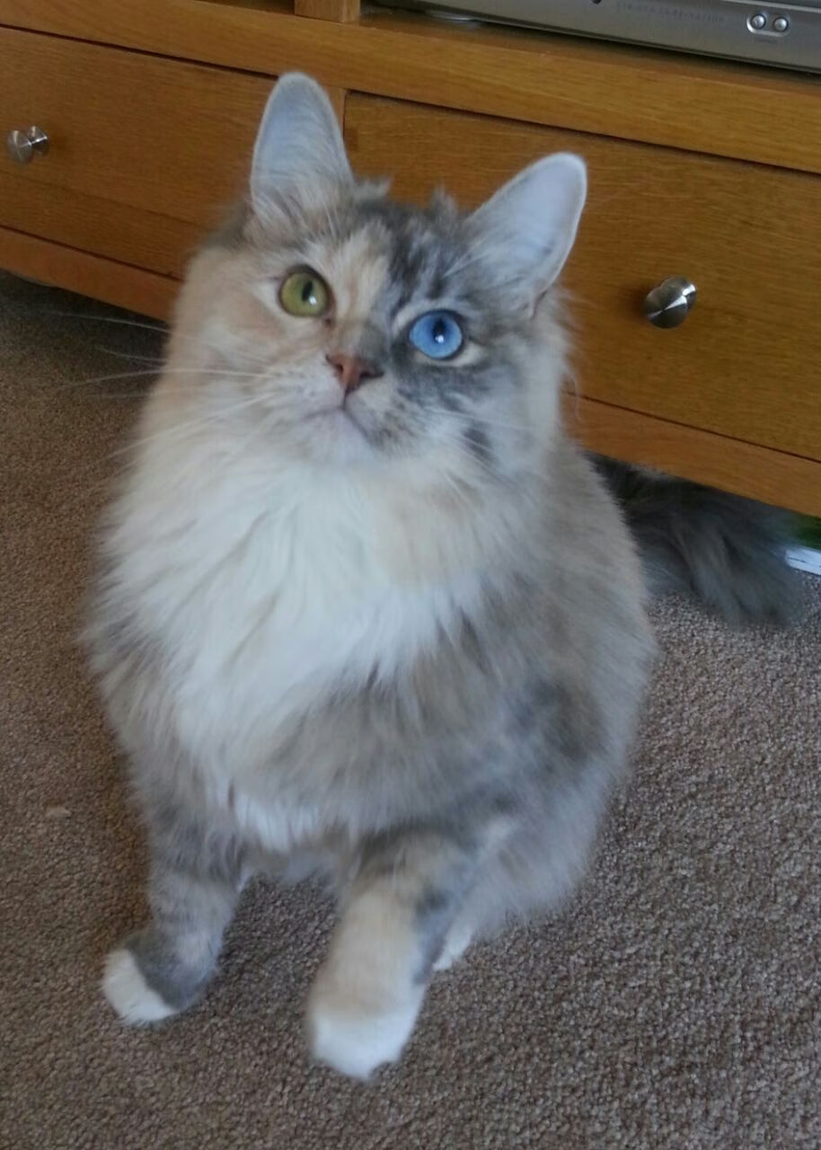 法甲新星带来希望：未来之光闪耀赛场！，足坛未来之星