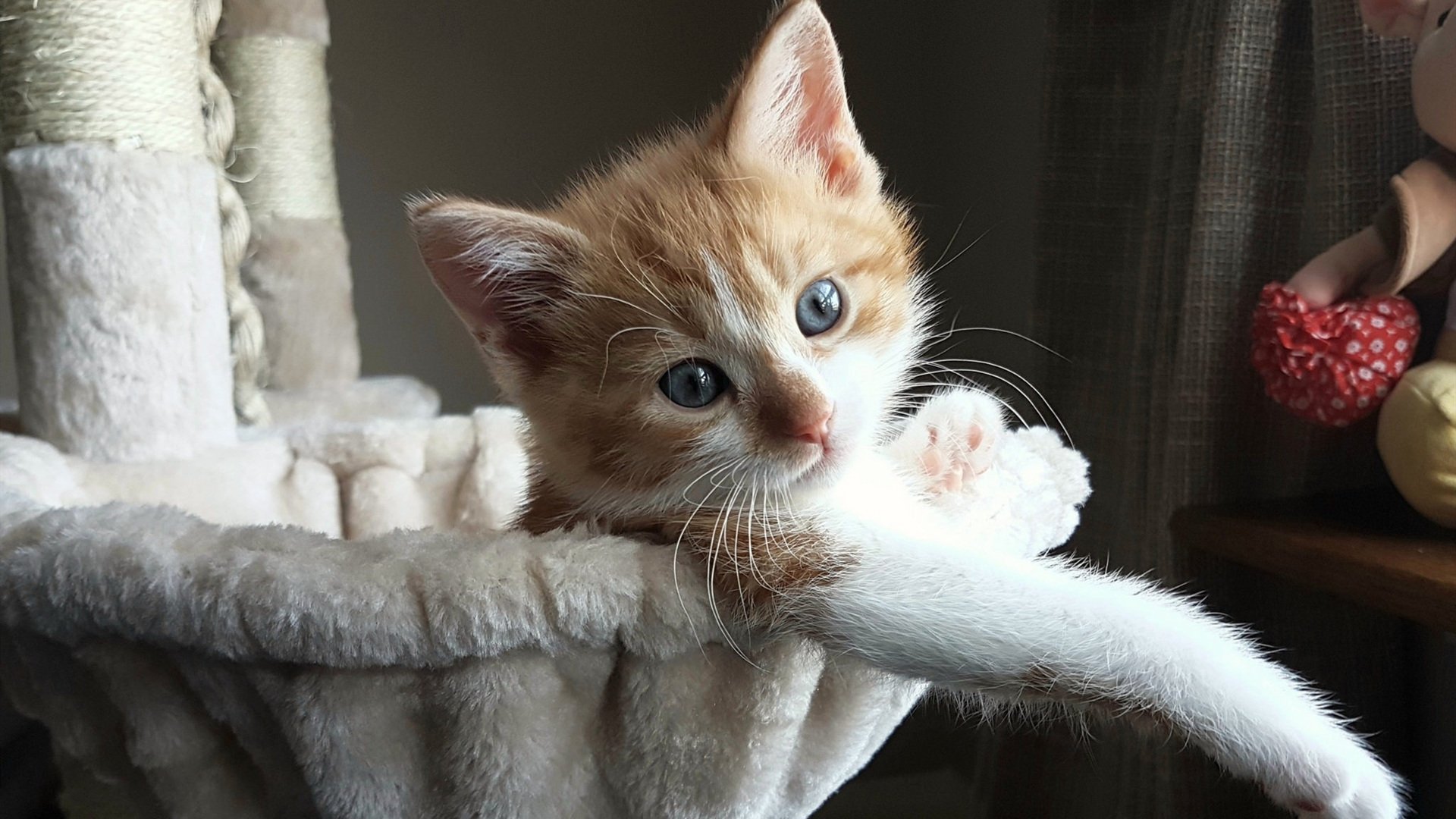 kaiyun体育综合-蛙泳比赛吉尔吉斯斯坦表现坚韧，吉尔吉斯斯坦游泳运动员