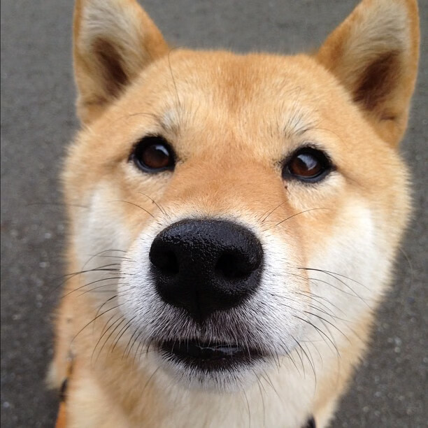 开云网站-荷兰队在欧洲预赛中表现突出，晋级在即