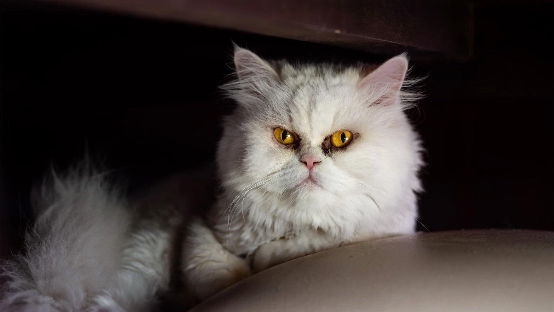 高校篮球联赛涌现多位具潜力选手引关注,高校篮球队排名